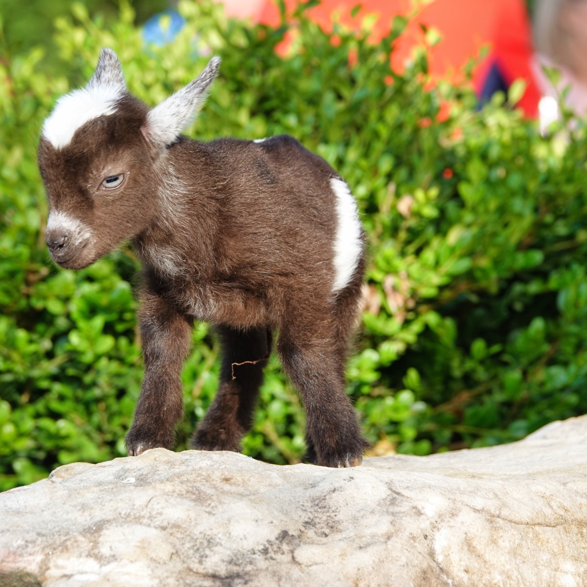 A baby goat adding to Pierpont's country character